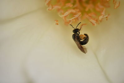 Close-up of insects on white surface