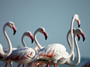 A flock of greater flamingo