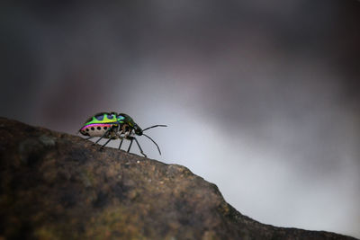 Close-up of insect on rock