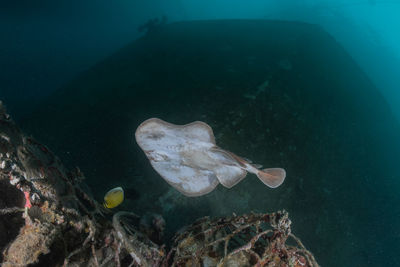 Fish swimming in sea