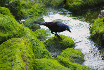 Bird on a rock