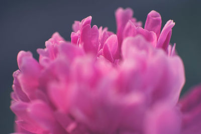 Close-up of pink flowers