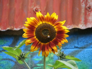 Close-up of sunflower