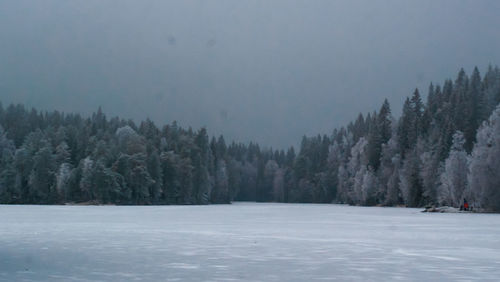 Trees in forest during winter