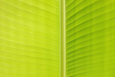 Full frame shot of palm leaf