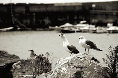 Seagulls perching on rock