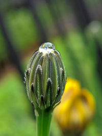 Close-up of green flower bud