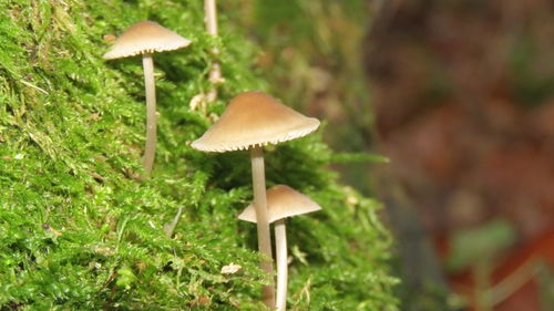 Close-up of fly agaric mushroom