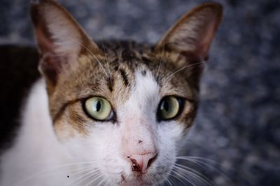 Close-up portrait of cat