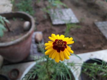 Close-up of yellow flowering plant