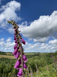 Pink flowering plant on field against sky