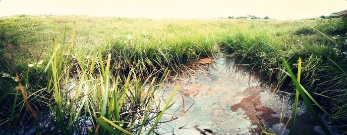 Grass growing in field