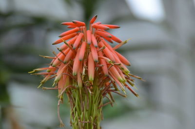 Close-up of red flower