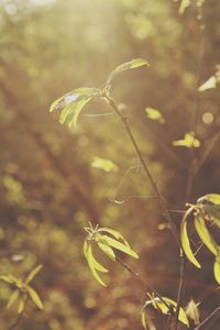 Close-up of plant against blurred background