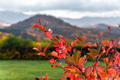 Close-up of red flowering plant