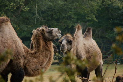 Two camels in the forest