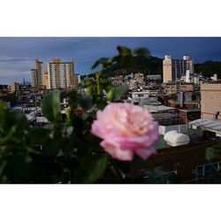 View of flowers in park