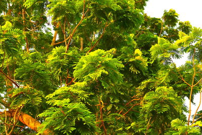 Low angle view of trees in forest