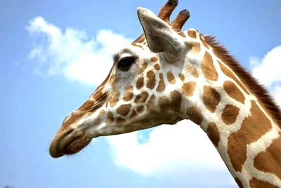 Low angle view of giraffe