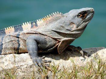 Strange water friendly iguana