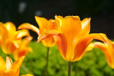 Close-up of yellow flowering plant