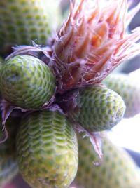 close-up