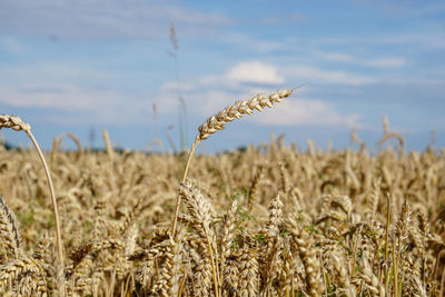 Close-up of stalks in field against sky