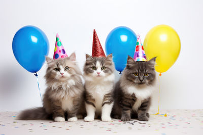 Close-up of cat with balloons