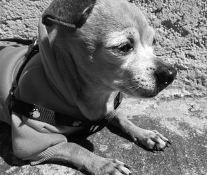 Close-up of dog looking away