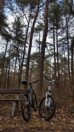 Bicycle parked by tree in forest