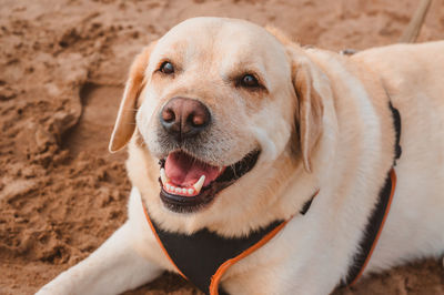 Top view of a happy labrador dog lying on the beach sand