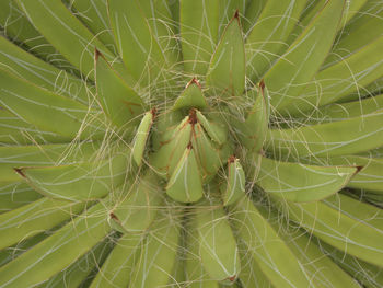 Close-up of spider on web