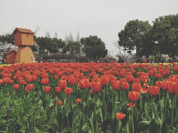 Red flowers growing in field