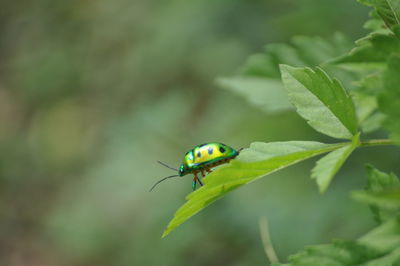 Close-up of insect on leaf