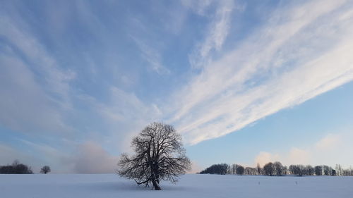 Bare trees on snow covered field against sky