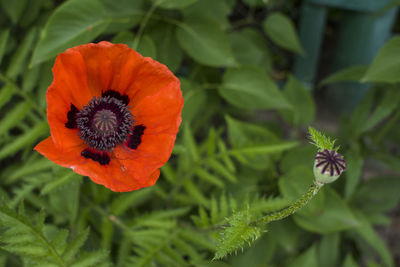 Close-up of orange poppy blooming outdoors