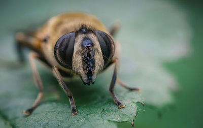 Macro shot of insect