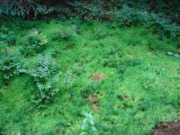 Plants growing on grassy field