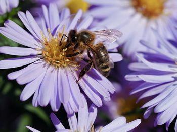 Close-up of bee pollinating on purple flower