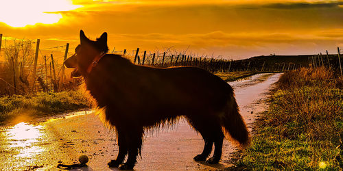 Horse standing in a lake against sunset sky