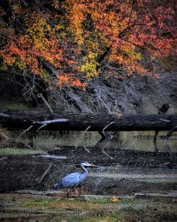 High angle view of gray heron perching on tree by lake