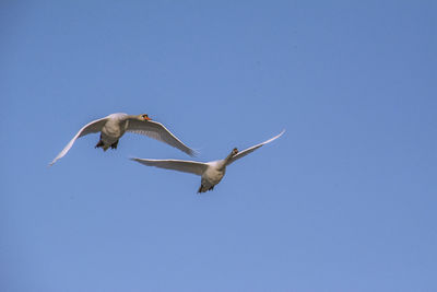 Swans flying against clear blue sky