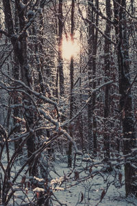 Bare trees in forest during winter