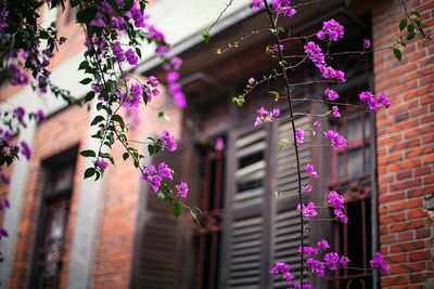 Low angle view of pink flowers