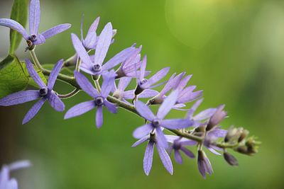 Close-up of purple flowering plant