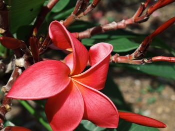 Close-up of day lily blooming outdoors