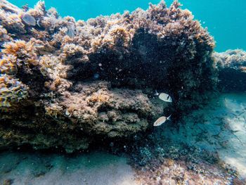 Close-up of coral underwater