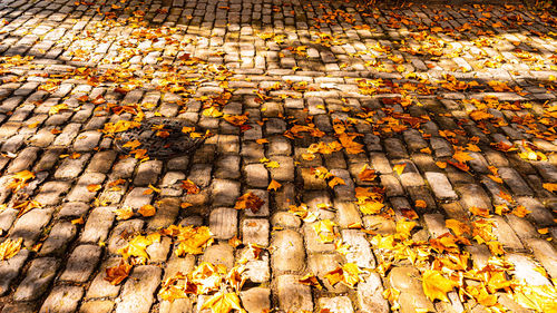 High angle view of autumn leaves