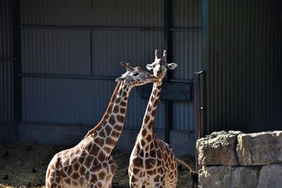 Giraffes in zoo