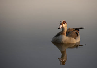 Duck swimming in a lake